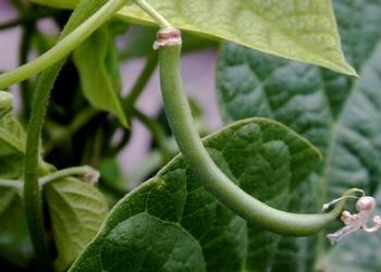 Beans come in pole and bush varieties. Photo by Marybeth Kampman