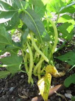Yellow wax beans