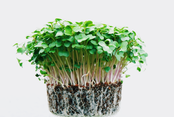 sprouts