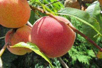 peaches
