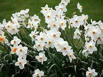 Daffodils