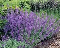 Perennials