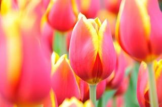 Tulips