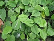 houseplants