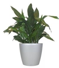 potted houseplant
