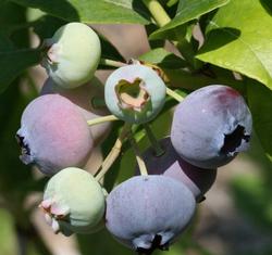 Ripening blueberries. Photo courtesy of Gardensoft