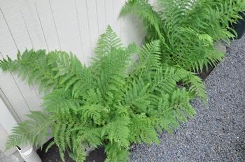 Lady Fern (Athyrium filix-femina)
