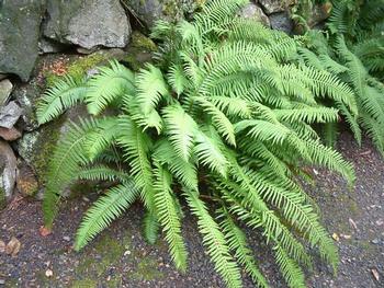 Sword Fern (Polystichum californicum)
