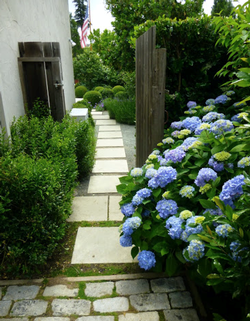 Hydrangeas are striking border plants. Photo: Linda Varonin