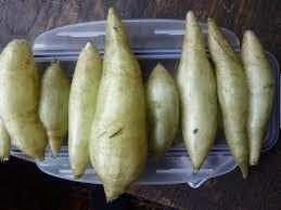 Yacon tubers harvested after digging up one plant. Photo credit: Andy Roberts