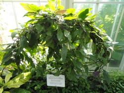Gynura procumbens, known as longevity spinach, is a native of Asia but does well in Marin. Photo credit: D. Aderot