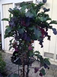 Tree collards are large-scale plants that produce beautiful, tasty leaves. Photo: Betty Homer