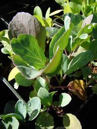 Leafy Asian greens enliven winter vegetable gardens with vibrant, healthy foliage. Photo: Wikimedia Commons