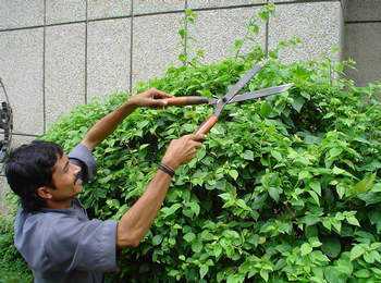 Loppers are handy tools for bigger jobs. Photo: Wikimedia Commons