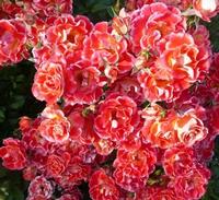 Stretch Johnson floribunda