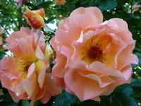 Westerland climber