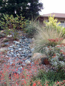 Rain gardens are beautiful, functional, and help to slow, spread, and sink water. Photo: UC Regents