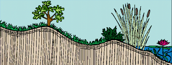 Rain gardens allow water to flow downward and settle into lower areas. Photo: UC Regents