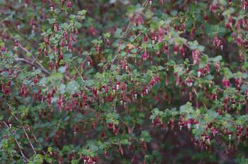 Hillside gooseberry tolerates dry shade and seasonal flooding. Photo: Las Pilitas