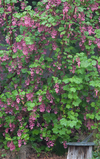 Ribes sanguineum glutinosum is a winter standout. Photo: Marybeth Kampman