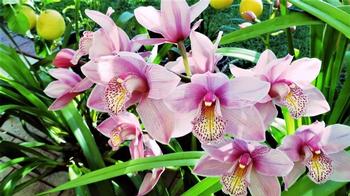 Cymbidiums fill the early spring garden with color. Photo credit: Pexels