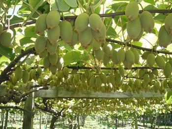 Kiwis are sizeable vines. Photo: Wiki Commons