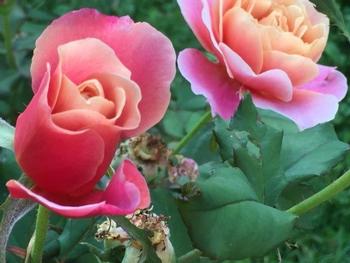 Distant Drum, heirloom rose. Photo: Phoebe Baker