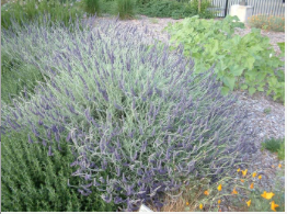 L. ginginsi ‘Goodwin Creek Grey’ Photo: GardenSoft