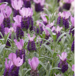 L. stoechas ‘Anouk’ Photo: GardenSoft