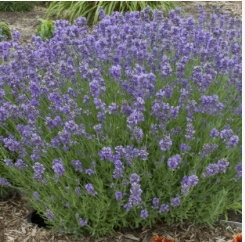 L. angustifolia ‘Munstead’ Photo: GardenSoft