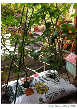 container garden