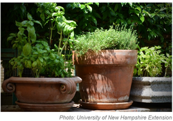 potted herbs
