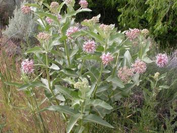 Monarchs must have milkweed to survive.  Photo: Wikimedia commons