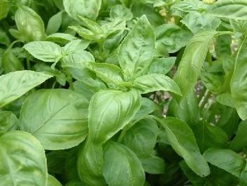 Basil