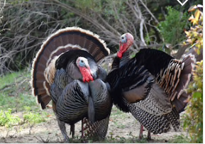 Tom turkeys on display.  Photo: shutterstock