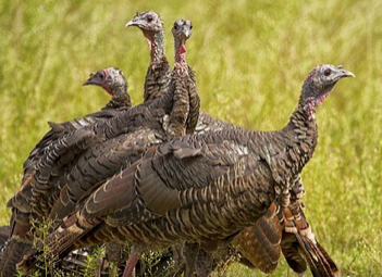 A gang of hens Photo courtesy of Pixabay.com