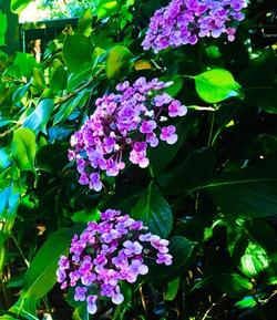 Hydrangeas come in many colors and make stunning, long-lasting cut flowers. They also dry nicely to use in arrangements later. Photo: Jane Scurich