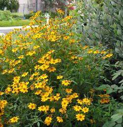 Bright yellow daisy-like flowers bloom on Tagetes lemmonii, a sprawling evergreen shrub. Photo: PlantMaster