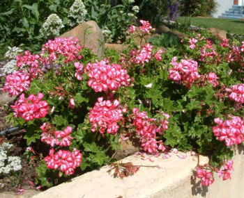 Pelargonium ’Peltatum’ Photo: PlantMaster