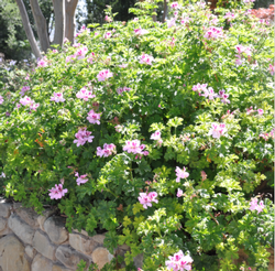 Pelargonium ‘Copthorne’ Photo: PlantMaster
