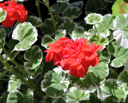 Zonal pelargonium ‘Wilhelm Langguth’ Photo: PlantMaster