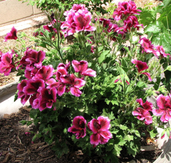 Pelargonium ‘Domesticum’ Photo: PlantMaster