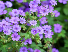 Geranium ‘Bill Wallis’  Photo: PlantMaster
