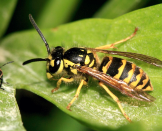 Western yellowjacket (V. pensylvanica) Photos courtesy of flickr.com