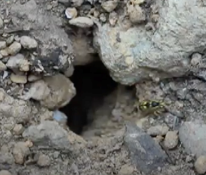 Western yellowjacket underground nest Photo courtesy UC Integrated Pest Management