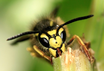 yellowjacket face