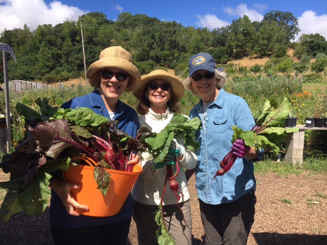 edg MMGs harvesting beets, PHOTO CREDIT