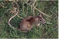 Norway rats memorize pathways, obstacles, and locations of food and water. Photo: UC Integrated Pest Management