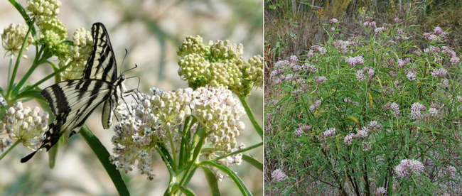 Narrow-Leaf Milkweed