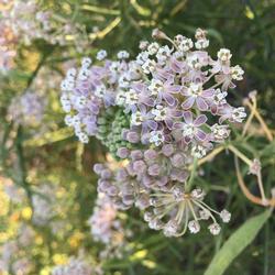 Asclepias fascicularis 3